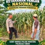 Polsek Parengan Polresta Tuban Pantau Lahan Jagung Warga Desa Ngawun Dukung Program Astacita