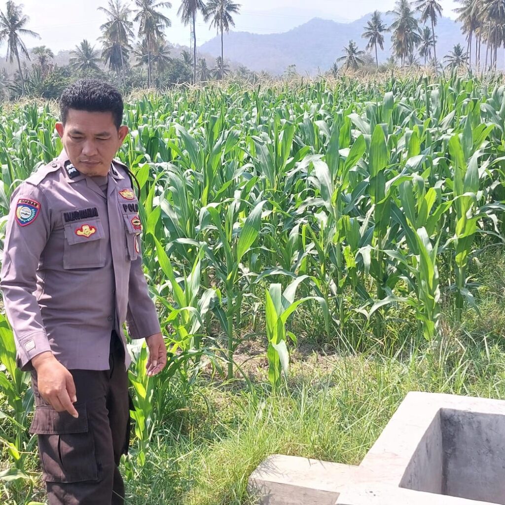 Perkuat Ketahanan Pangan Nasional, Bhabinkamtibmas Desa Buin Baru Pantau Perawatan Tanaman Jagung Warga di Buer