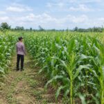Dukung Ketahanan Pangan Nasional, Polsek Tambakboyo Monitoring Lahan Jagung Warga Binaan