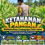 Mendukung Program Ketahanan Pangan, Bhabinkamtibmas Monitoring Pertumbuhan Jagung