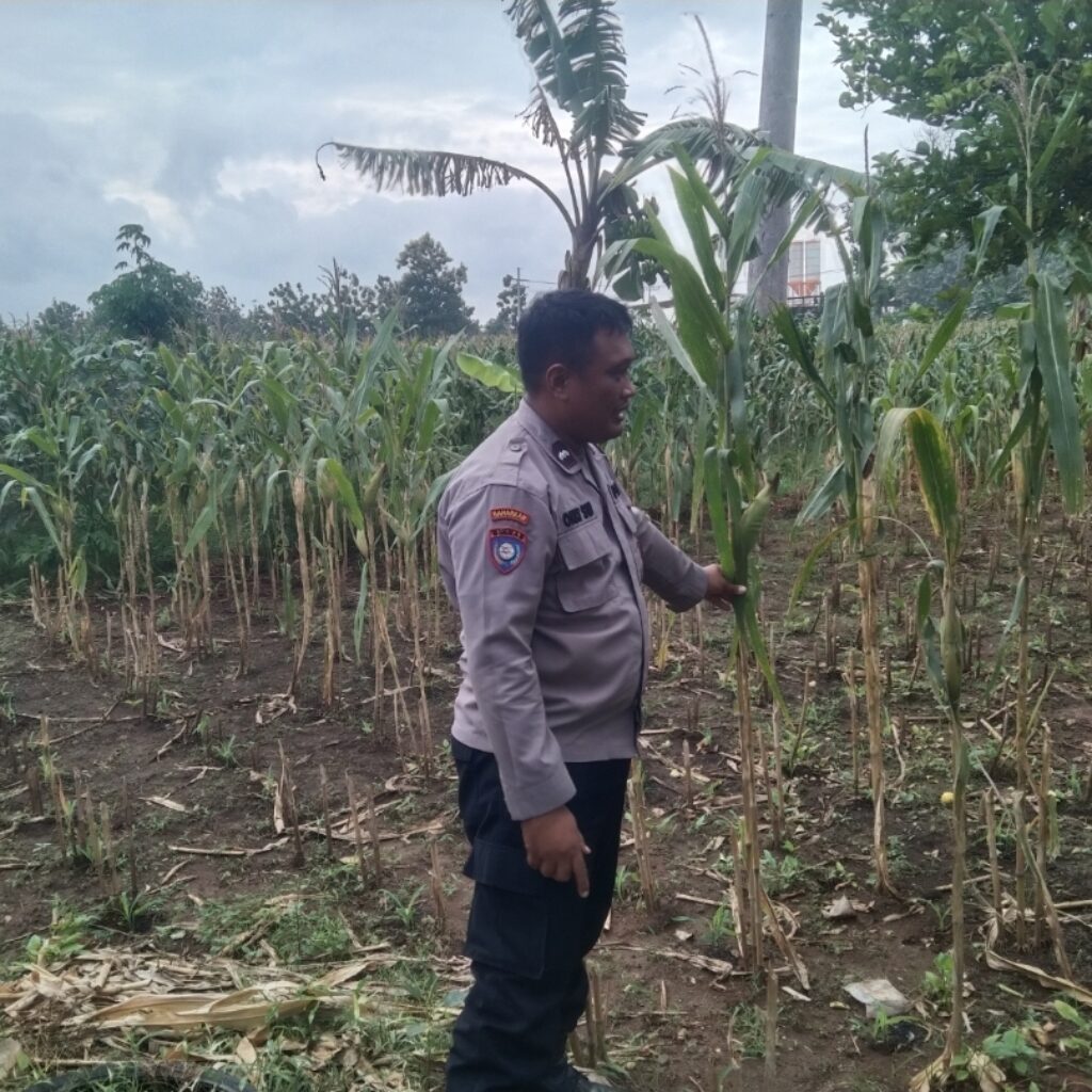 Polri Dukung Astacita, Polsek jenu Polres Tuban Turun Cek Tanaman Jagung Warga di Desa Beji