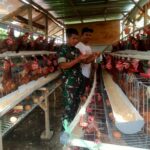 Babinsa Pantau Peternakan Warga, Dukung Ketahanan Pangan Lokal