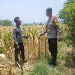 Dukung Ketahanan Pangan Nasional dan Asta Cita, Bhabinkamtibmas Desa Pernek Sambangi Warga Panen Jagung dan Dorong Pemanfaatan Pekarangan