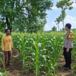 Dukung Program Ketahanan Pangan, Bhabinkamtibmas Polsek Tambakboyo Monitoring Lahan Jagung Warga