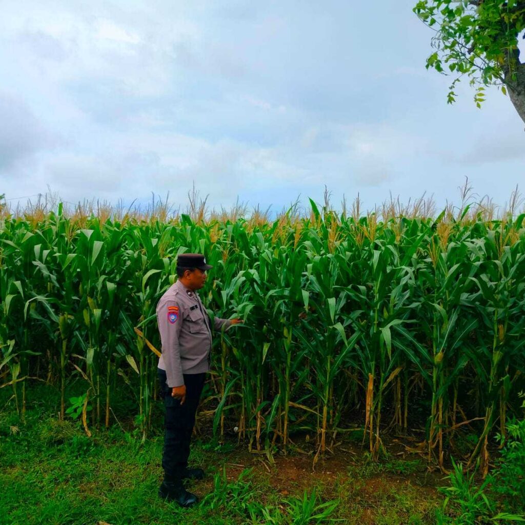 Dukung Astacita Presiden RI, Polmas Polsek Jenu Polresta Tuban Cek Perkembangan Tanaman Jagung Milik Petani