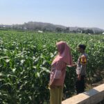 Dukung Program Prioritas Ketahanan Pangan, Bhabinkamtibmas Desa Rhee Sambangi Petani Jagung di Dusun Penyampang