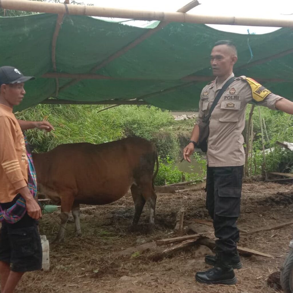 Bhabinkamtibmas Rababaka Sambangi Peternak Sapi, Dukung Ketahanan Pangan Nasional Menuju Indonesia Emas
