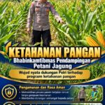 Mendukung Program Ketahanan Pangan, Bhabinkamtibmas Monitoring Pertumbuhan Jagung
