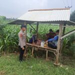 Dukung Ketahanan Pangan, Bhabinkamtibmas Polsek Tambakboyo Monitoring Lahan Jagung dan Dialog Bersama Petani