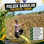 Polsek Bangilan Laksanakan Monitoring Ketahanan pangan Tanaman Jagung Diwilayah Bangilan
