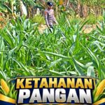 Mendukung Program Ketahanan Pangan, Bhabinkamtibmas Monitoring Pertumbuhan Jagung