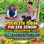 Bhabinkamtibmas Polsek Senori Polresta Tuban Lakukan Pemantauan Tanaman Jagung Warga Desa Wanglukulon Program Ketahanan Pangan