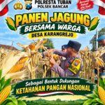Dukung Ketahanan Pangan Nasional, Briptu Dodi Eko Anggota Polsek Bancar Ikut Panen Jagung Bersama Warga Karangrejo