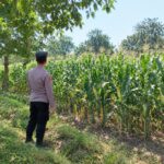 Dukung Ketahanan Pangan Nasional, Polsek Tambakboyo Monitoring Lahan Jagung Binaan