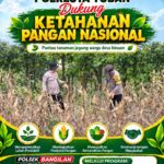 Polsek Bangilan Polresta Tuban laksanakan Monitoring Ketahanan pangan