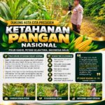 Polsek Plumpang Polresta Tuban Turun Langsung Cek Tanaman Jagung Warga
