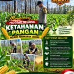 Polsek Parengan Polresta Tuban Pantau Lahan Jagung Warga Desa Pacing Dukung Program Astacita