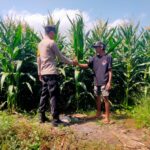 Dukung Asta Cita Presiden RI, Bhabinkamtibmas Desa Motong Dampingi Petani Jagung dan Dorong Optimasi Pekarangan Pangan