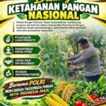 Dukung Ketahanan Pangan Nasional, Bripda Dodi Eko Lakukan Pendampingan Panen Jagung Warga di Desa Sukoharjo