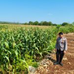 Polri Dukung Astacita, Polsek Merakurak Polresta Tuban Turun Cek Tanaman Jagung Warga di Desa Tuwiri Wetan