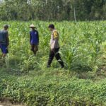 Anggota Polsek Singgahan Polresta Tuban Turun Cek Tanaman jagung Warga di Desa Lajo Kidul