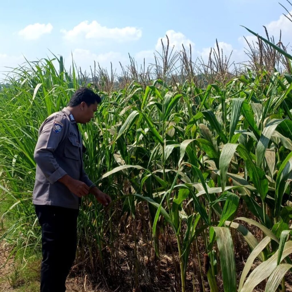 Polsek Parengan Polresta Tuban Pantau Lahan Jagung Warga Desa Pacing Dukung Program Astacita