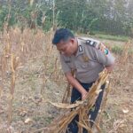 Dukung Ketahanan Pangan Nasional, Bripda Shandy Polsek Bancar Monitoring Panen Jagung di Latsari