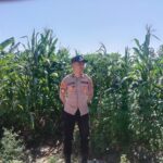 Anggota Polsek Singgahan Polresta Tuban Turun Cek Tanaman jagung Warga di Desa Mulyorejo
