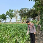 Anggota Polsek Singgahan Polresta Tuban Turun Cek Tanaman jagung Warga di Desa Mulyorejo