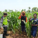Polri Dukung Astacita, Polsek jenu Polres Tuban Turun Cek Tanaman Jagung Warga di Desa Jenu