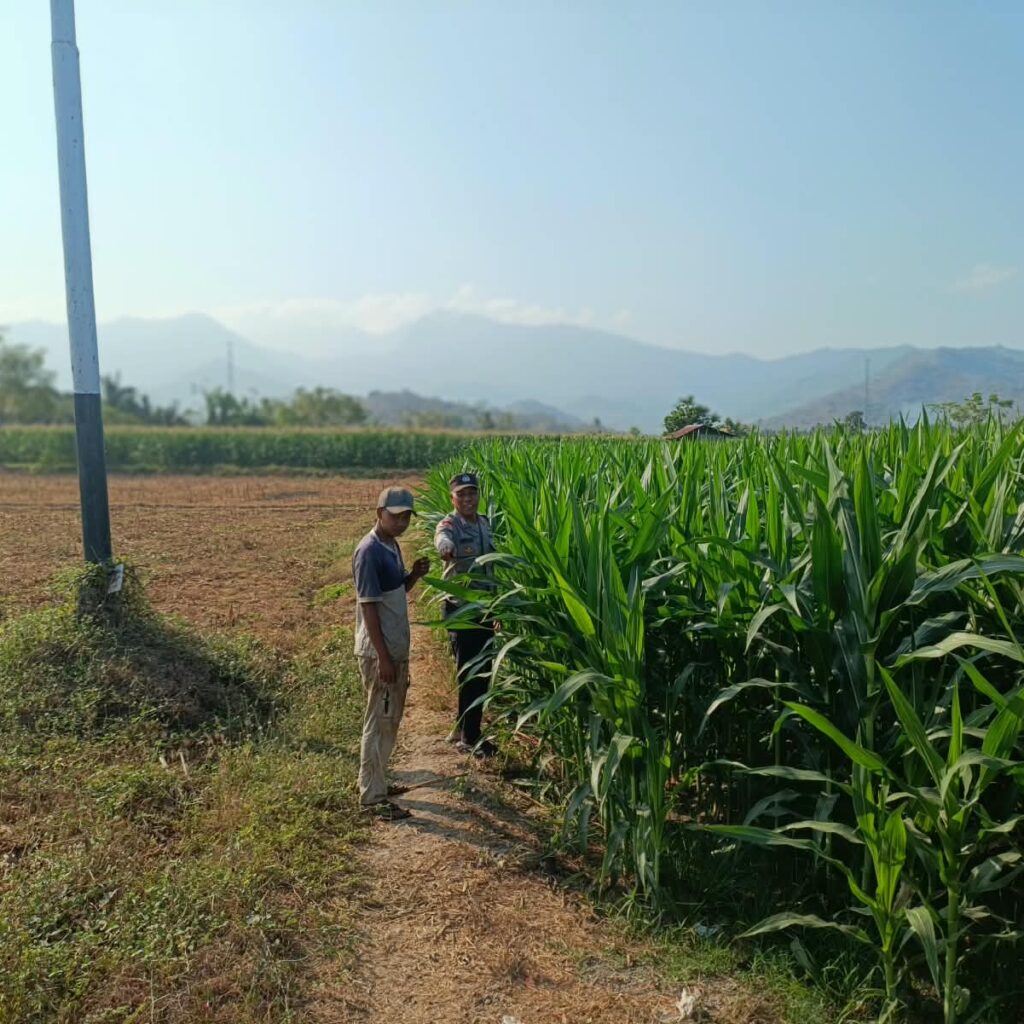 Dukung Swasembada Pangan Nasional, Bhabinkamtibmas Desa Tarusa Pantau Perkembangan Lahan Jagung Satu Hektar