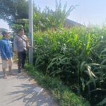 Bhabinkamtibmas Desa Terara Laksanakan Silaturahmi dan Monitoring Ketahanan Pangan di Terara Barat