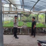 Bhabinkamtibmas Paokmotong Cek Pekarangan Pangan Bergizi, Dukung Ketahanan Pangan dan Kesejahteraan Warga